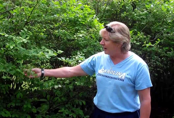 Coach Hatchell's blueberry patch prepped, ready for summer