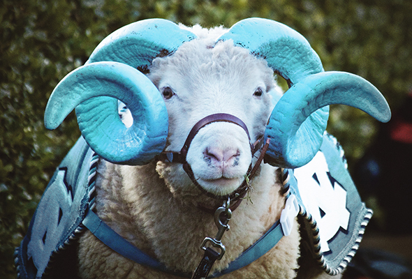 A Day in the Life: Rameses